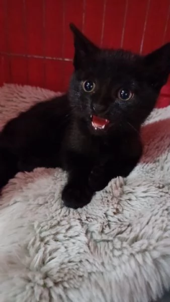GATTINA DOLCISSIMA | Foto 0