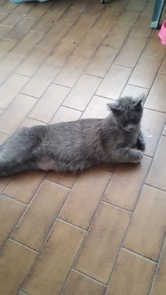MAMMA E I SUOI CUCCIOLO