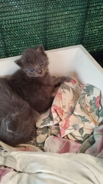 MAMMA E I SUOI CUCCIOLO | Foto 1
