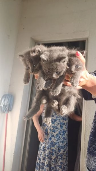 GATTINE | Foto 4