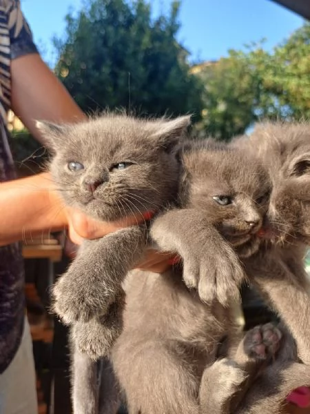GATTINE | Foto 1