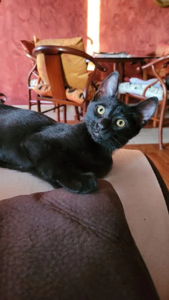 GATTINA