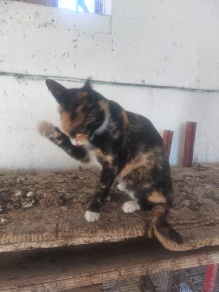 GATTA TIMIDA  | Foto 3