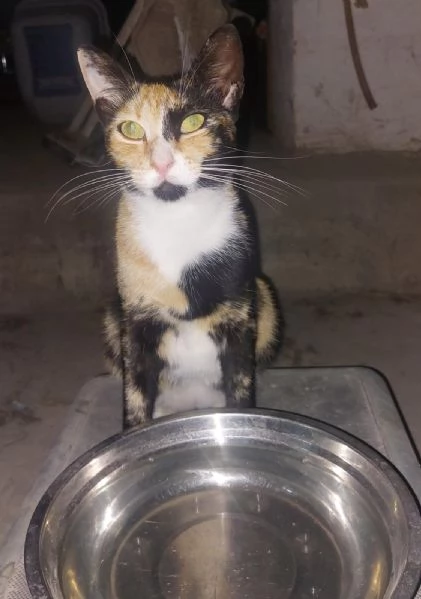 GATTA TIMIDA  | Foto 0