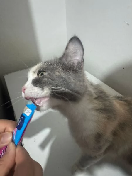 GATTA AMOREVOLE