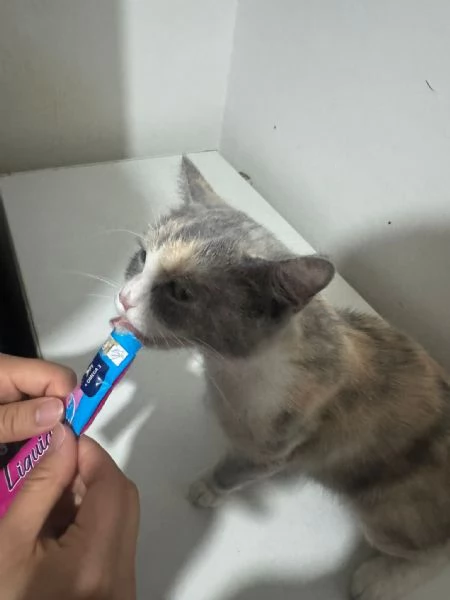 GATTA AMOREVOLE | Foto 1