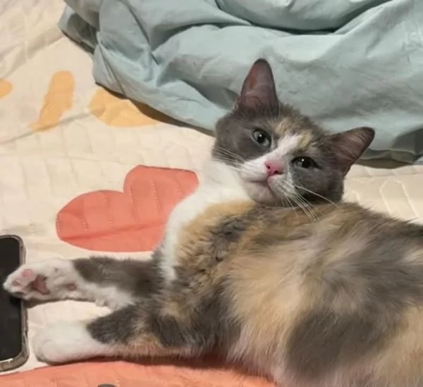GATTA AMOREVOLE | Foto 0