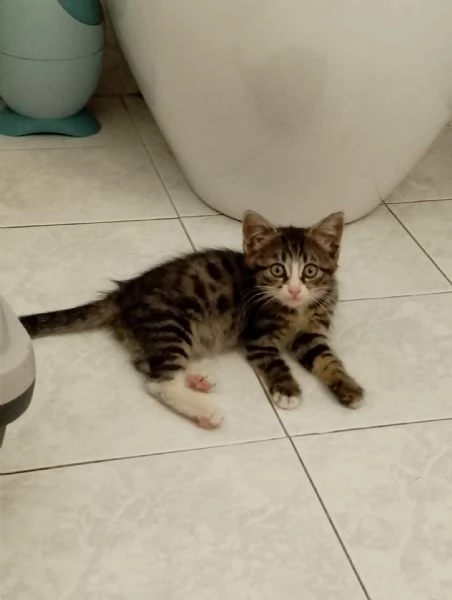 GATTINA DOLCISSIMA  | Foto 3