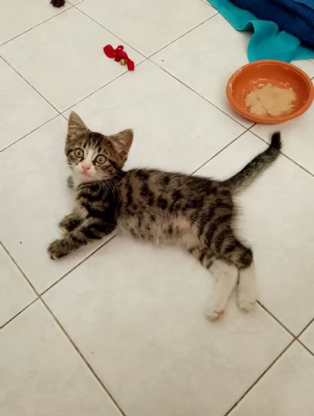 GATTINA DOLCISSIMA  | Foto 2