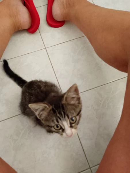 GATTINA DOLCISSIMA  | Foto 1