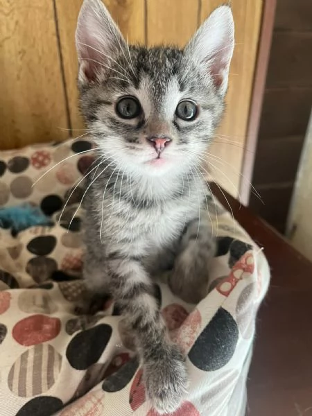 GATTE E GATTINE 