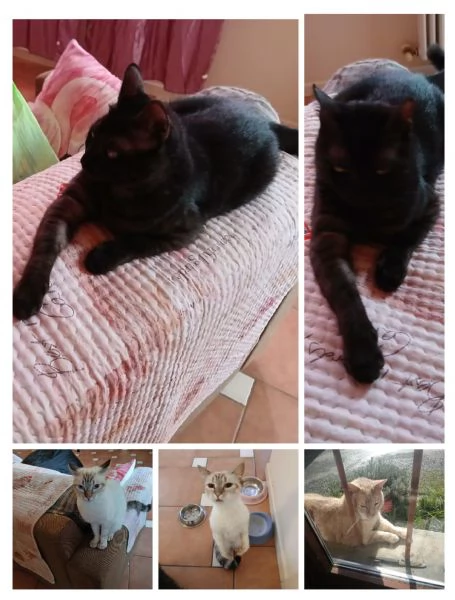 GATTI E GATTINI