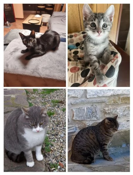 GATTI E GATTINI