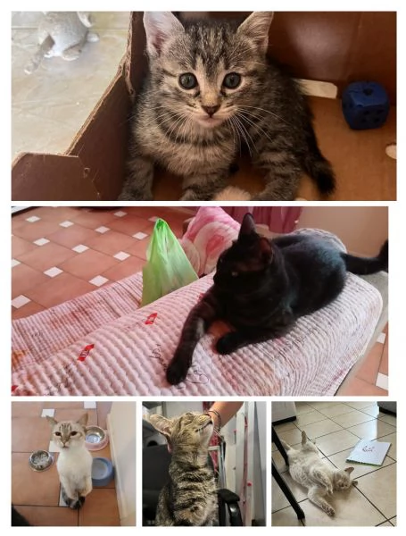 GATTI E GATTINI | Foto 0