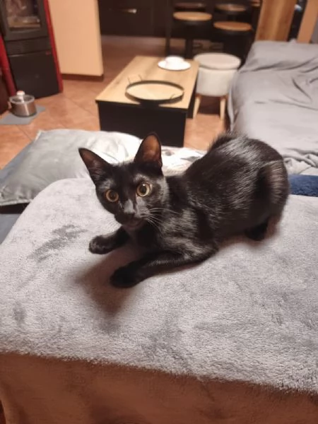 GATTE E GATTINE  | Foto 6