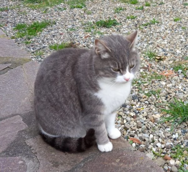 GATTE E GATTINE  | Foto 3