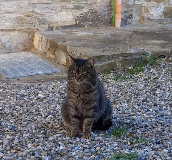 GATTE E GATTINE  | Foto 2