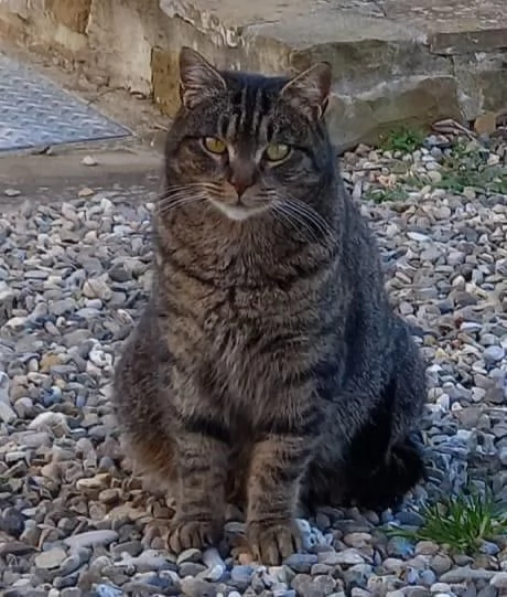 GATTE E GATTINE  | Foto 1