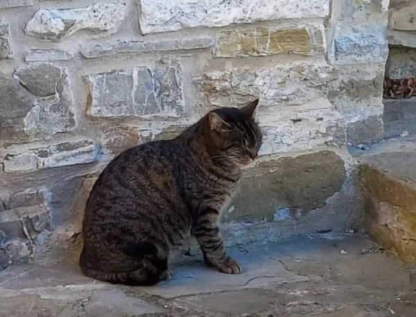 GATTE E GATTINE  | Foto 0
