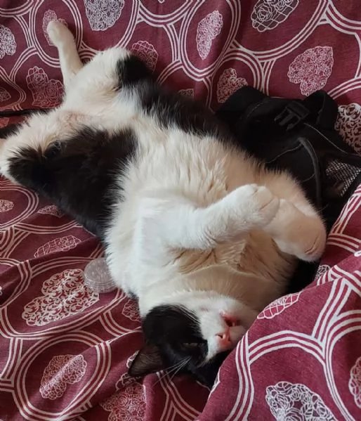 GATTI