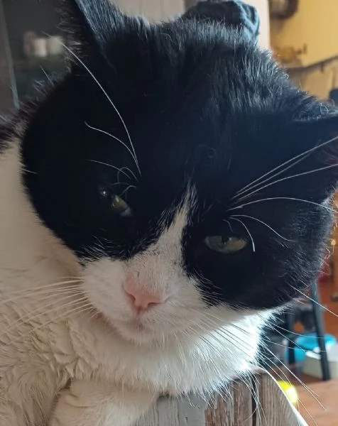 GATTI | Foto 2