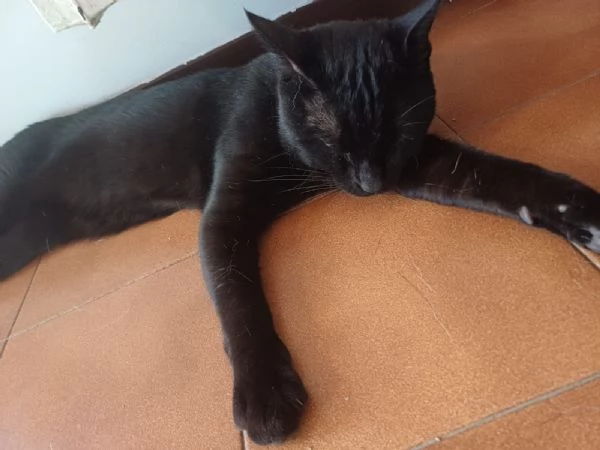 GATTI | Foto 1