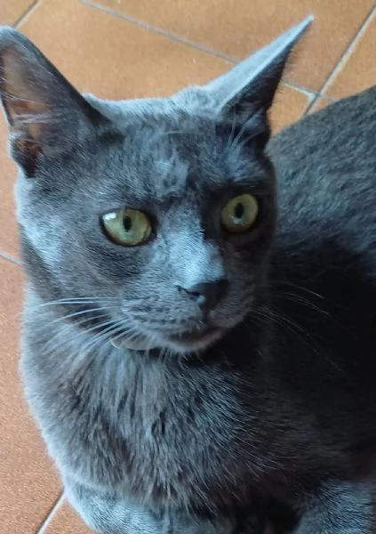 GATTI | Foto 0