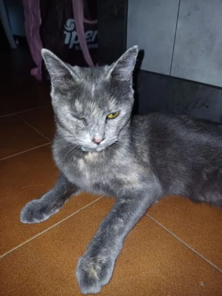 GATTI | Foto 2
