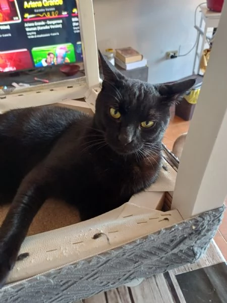 GATTI | Foto 1