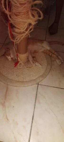 GATTINO 