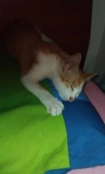 GATTINO  | Foto 1