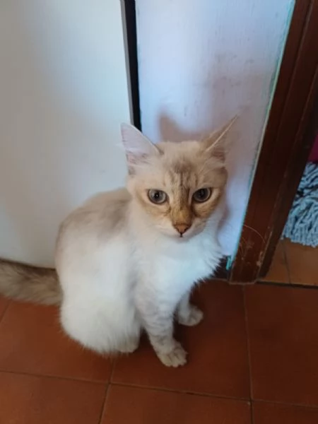 GATTI ADULTI  | Foto 2