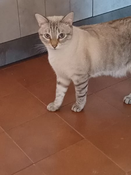 GATTI ADULTI  | Foto 1