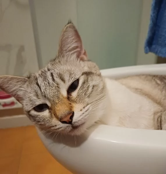 GATTI ADULTI  | Foto 0