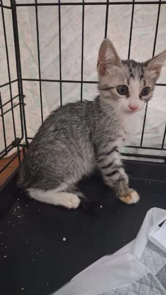 GATTINI COCCOLONI | Foto 4