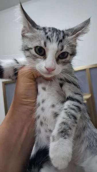 GATTINI COCCOLONI | Foto 3