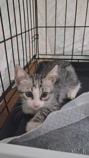 GATTINI COCCOLONI