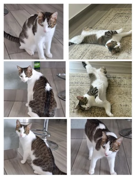 GATTINI COCCOLONI | Foto 1