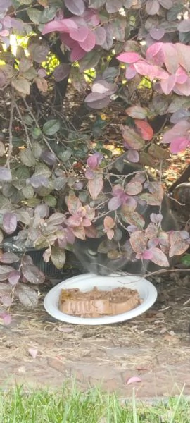 GATTO DOLCISSIMO