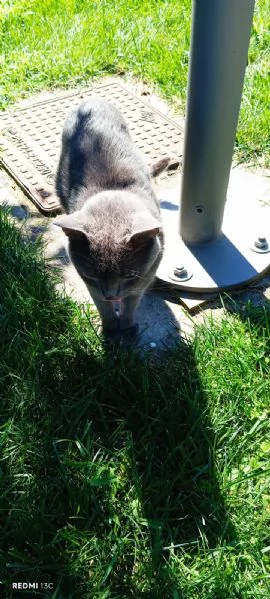 GATTO DOLCISSIMO
