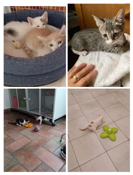 GATTI E GATTINI | Foto 2