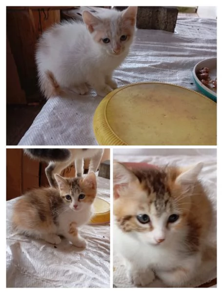 GATTI E GATTINI | Foto 1