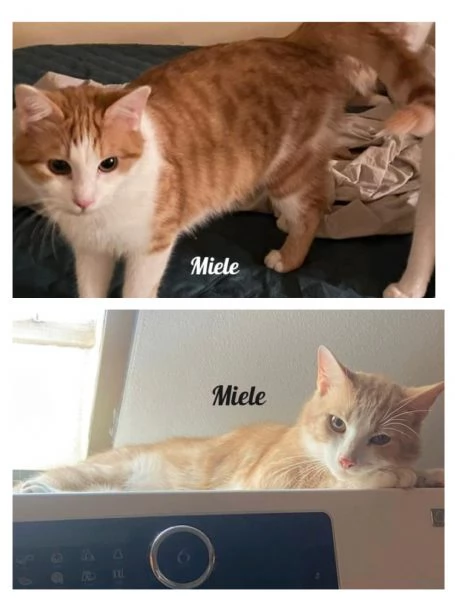 GATTI E GATTINI