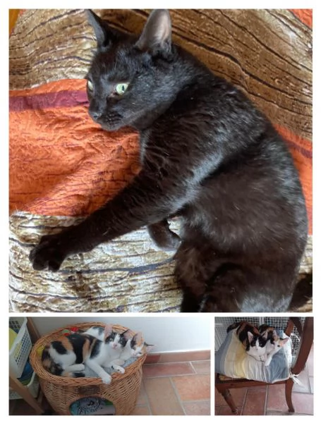 GATTI E GATTINI | Foto 0