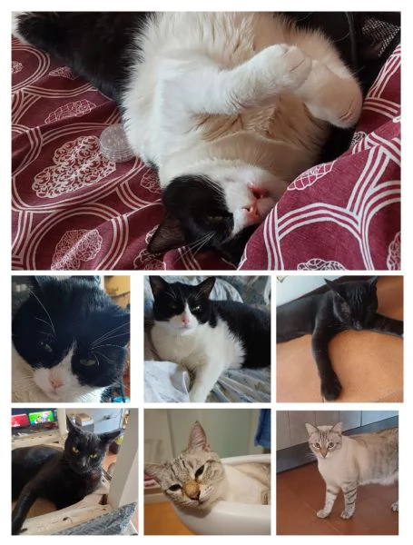 GATTI
