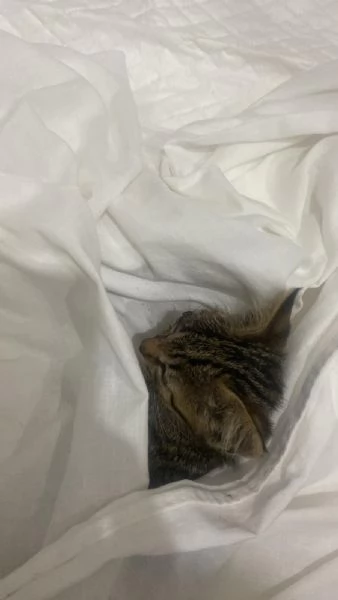 Gattino dolcissimo  | Foto 3