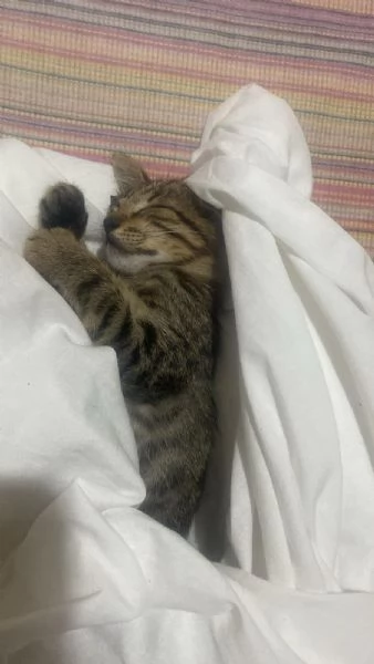 Gattino dolcissimo  | Foto 1