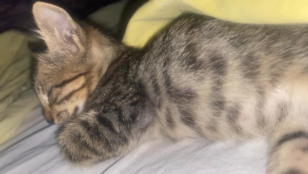 Gattino dolcissimo  | Foto 0