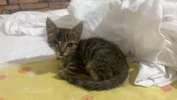 Gattino dolcissimo 