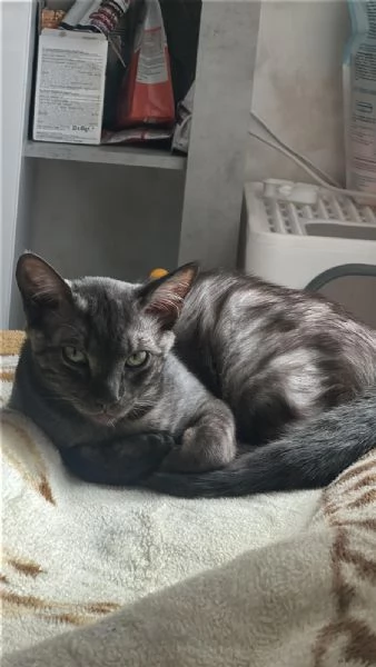 GATTO TIMIDO  | Foto 3